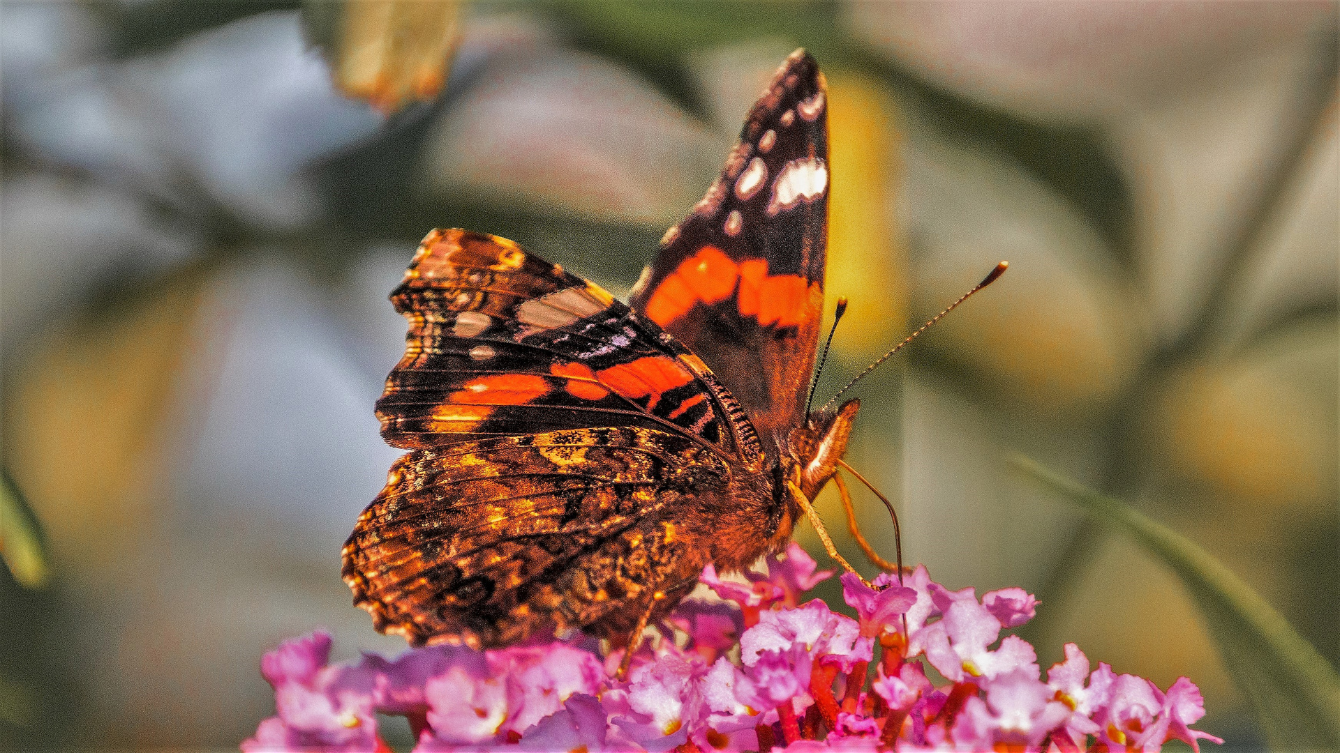 Schmetterlinge Foto & Bild | natur, insekten, tiere Bilder auf