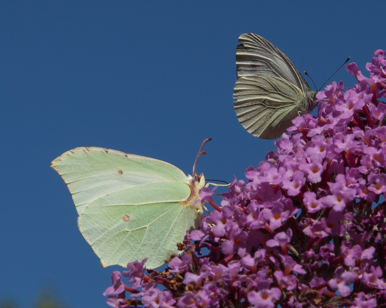 Schmetterlinge