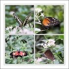Schmetterlinge  