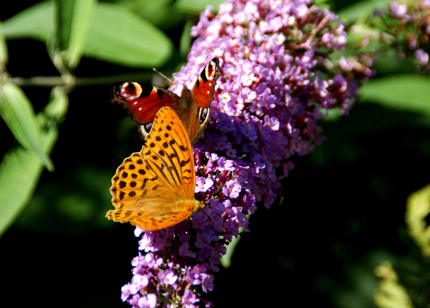 Schmetterlinge