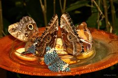 Schmetterlinge bei der Nahrungsaufnahme