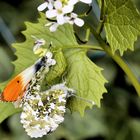 Schmetterlinge bei der Paarung ??