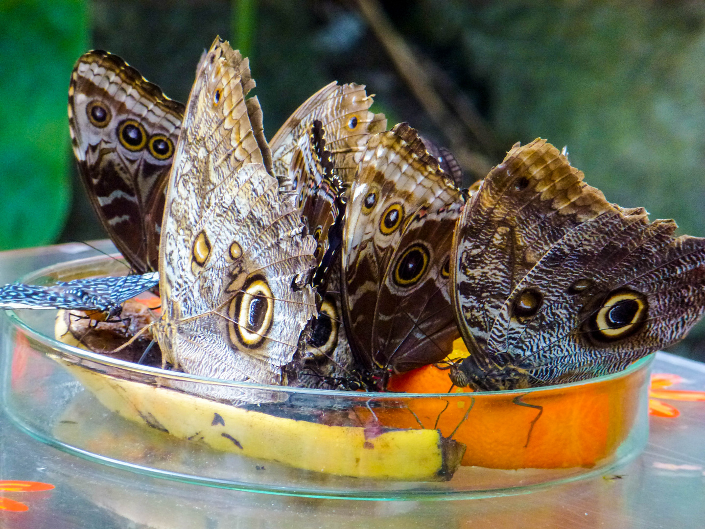 Schmetterlinge beim Abendessen