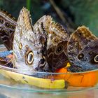 Schmetterlinge beim Abendessen