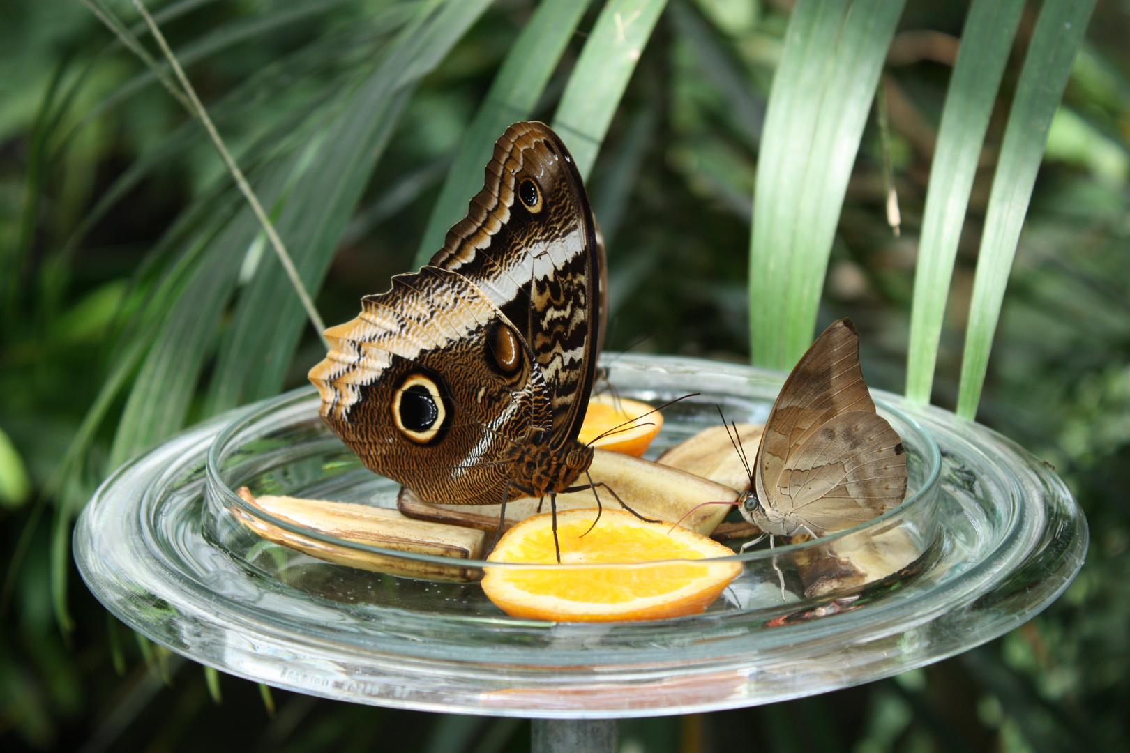 Schmetterlinge beim Cocktail