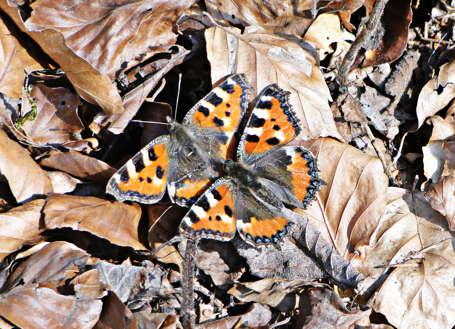 Schmetterlinge beim Kuscheln