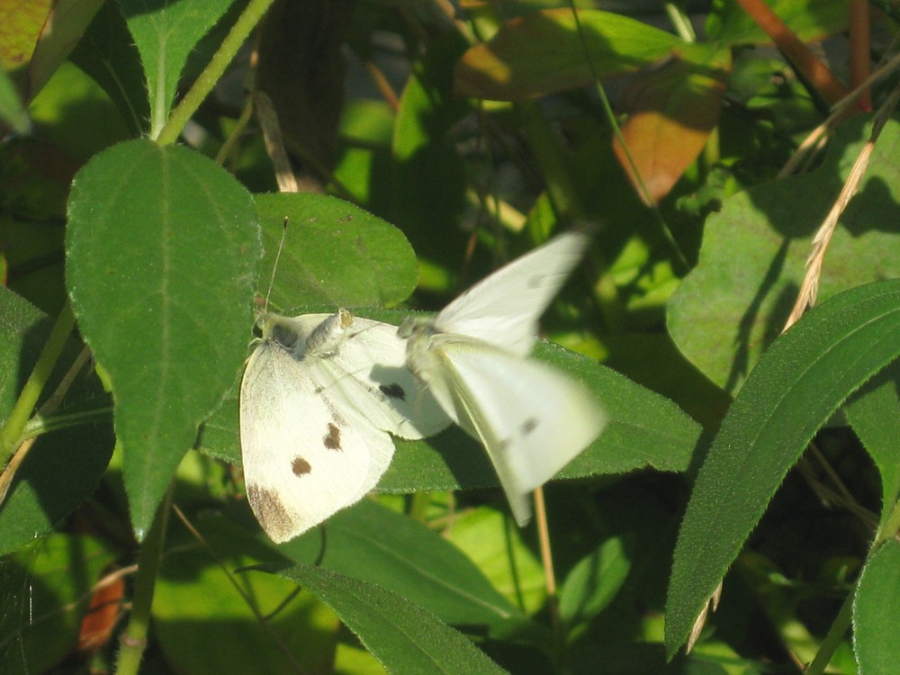 Schmetterlinge beim Liebesspiel