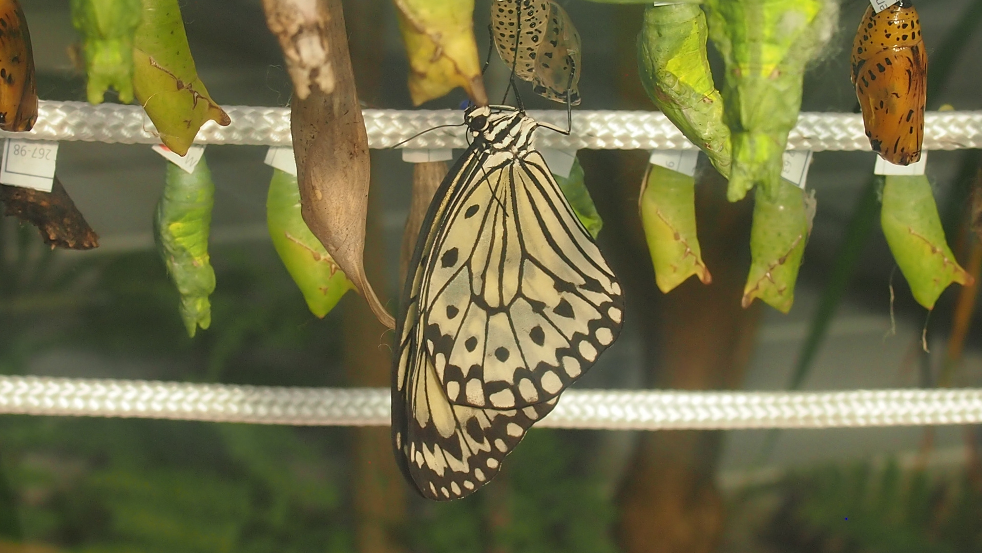 schmetterlinge-beim-schluepfen