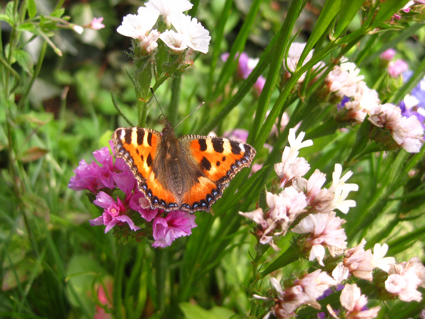 Schmetterlinge beleben den Garten :-)