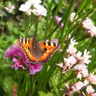 Schmetterlinge beleben den Garten :-)