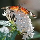 Schmetterlinge BG München V