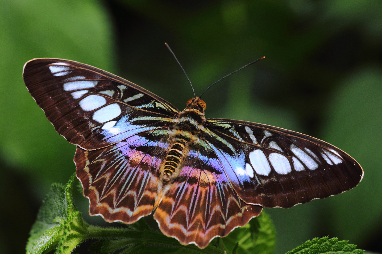 Schmetterlinge bitte nicht berühren (Natur-Doku)