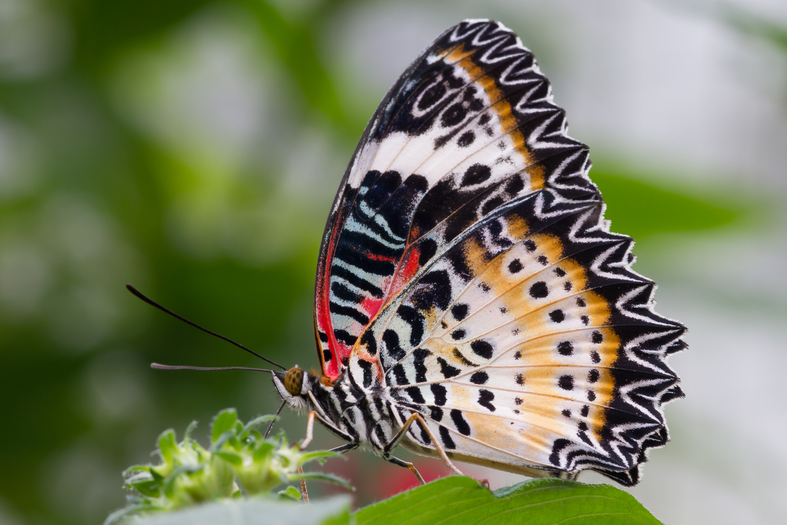 Schmetterlinge Botanischen Garten München