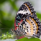 Schmetterlinge Botanischen Garten München