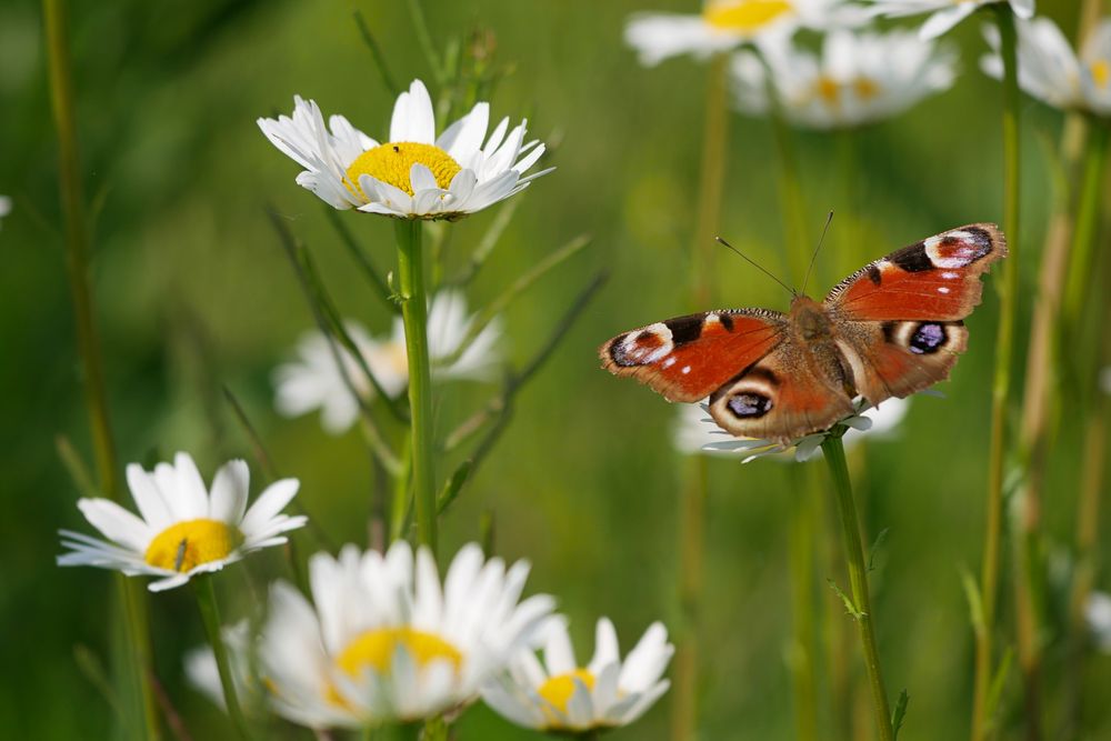 Schmetterlinge