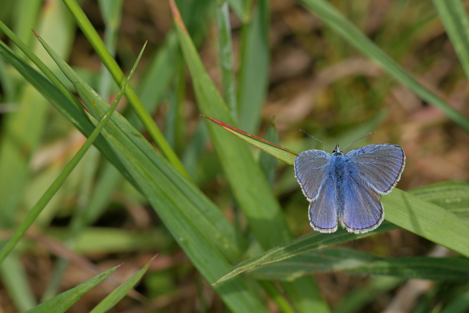 Schmetterlinge