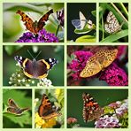 Schmetterlinge Collage 1