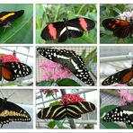 Schmetterlinge Collage