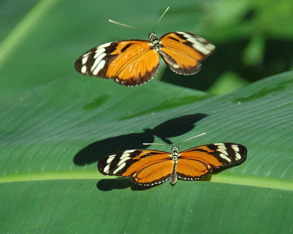 Schmetterlinge Costa Rica