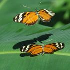 Schmetterlinge Costa Rica