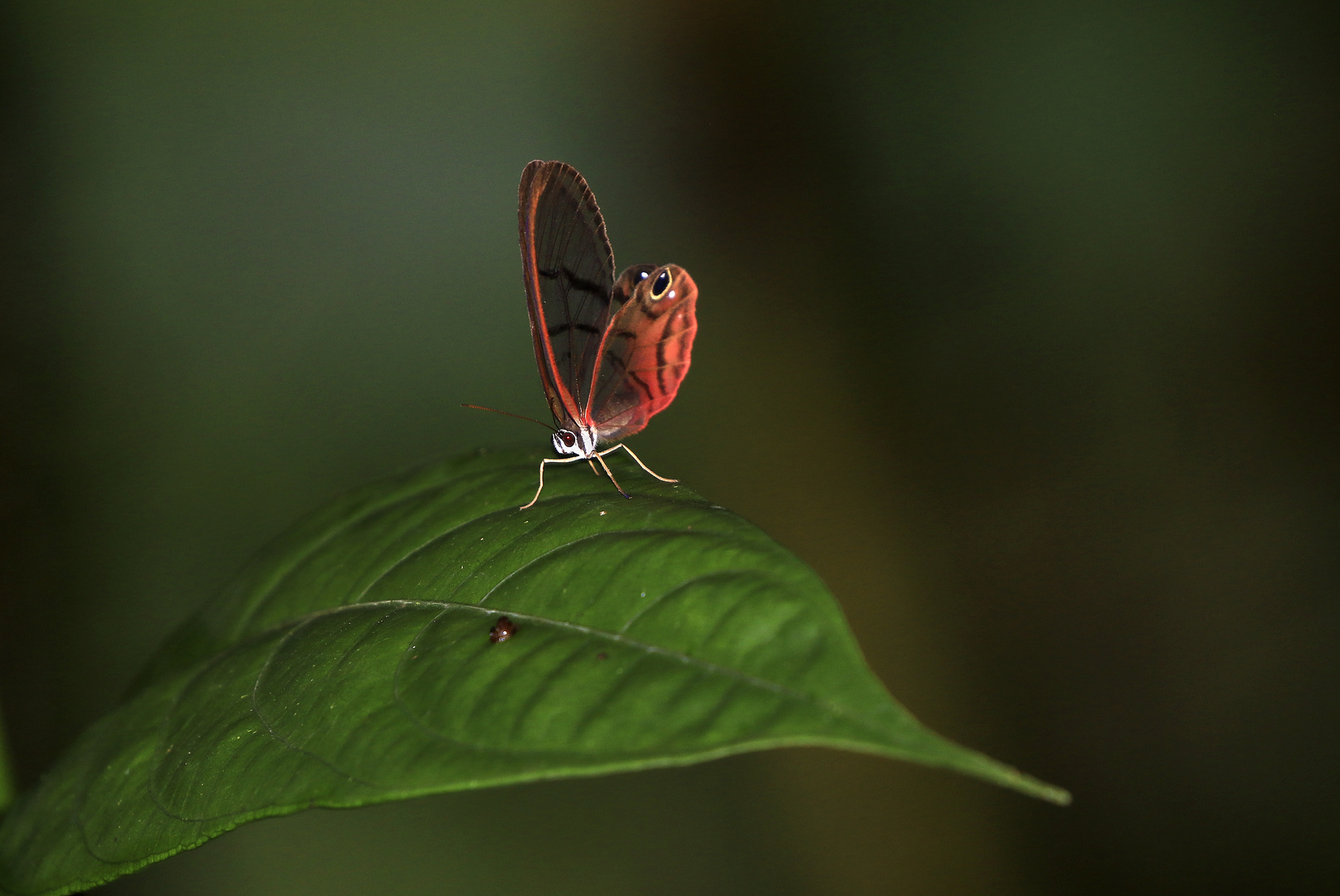 Schmetterlinge Costa Ricas (1)
