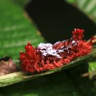 Schmetterlinge Costa Ricas (5)