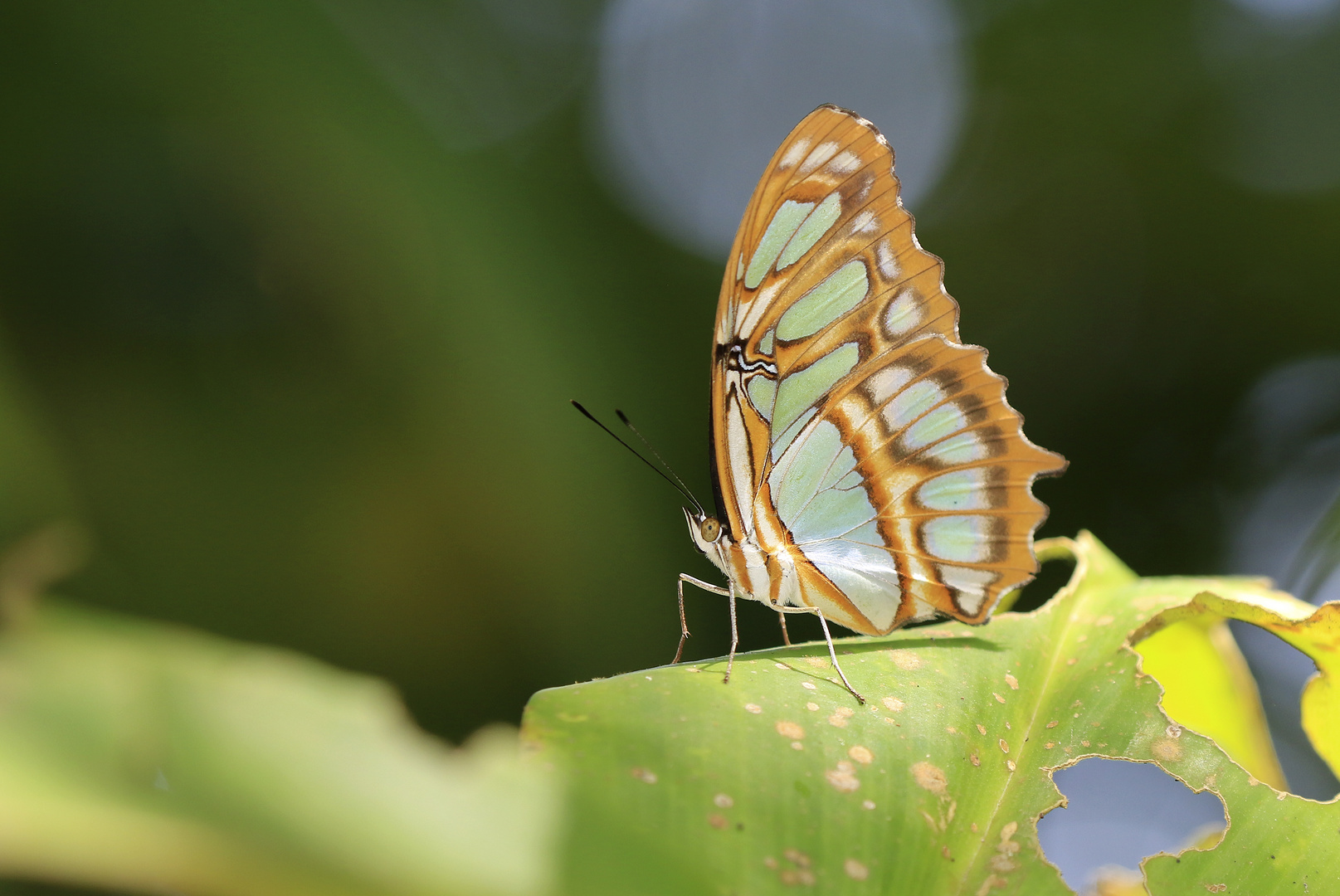 Schmetterlinge Costa Ricas (7)