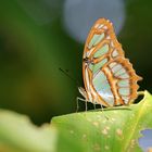 Schmetterlinge Costa Ricas (7)