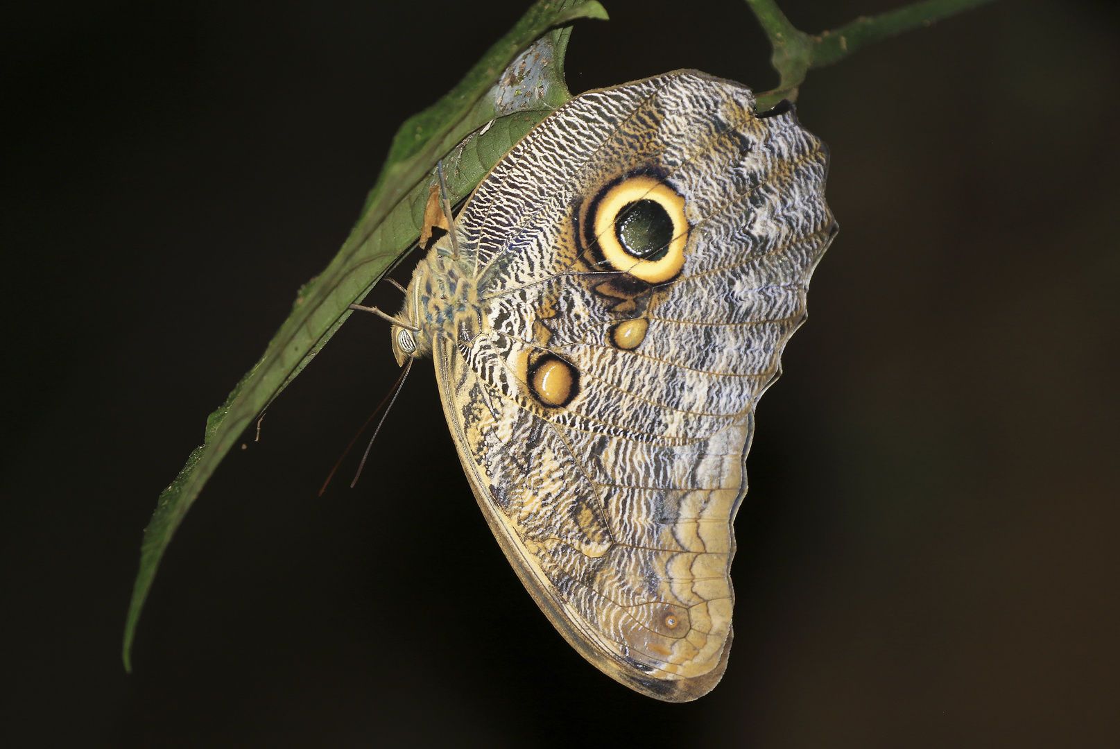 Schmetterlinge Costa Ricas (8)