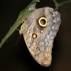 Schmetterlinge Costa Ricas (8)