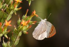 Schmetterlinge der Welt