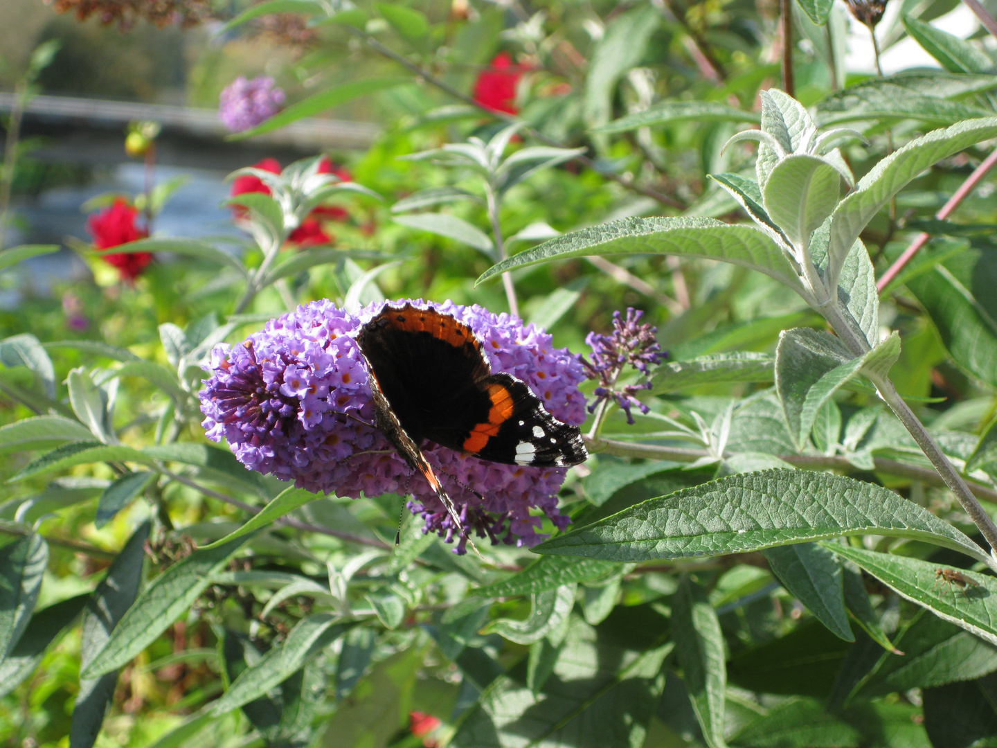 Schmetterlinge die 2.