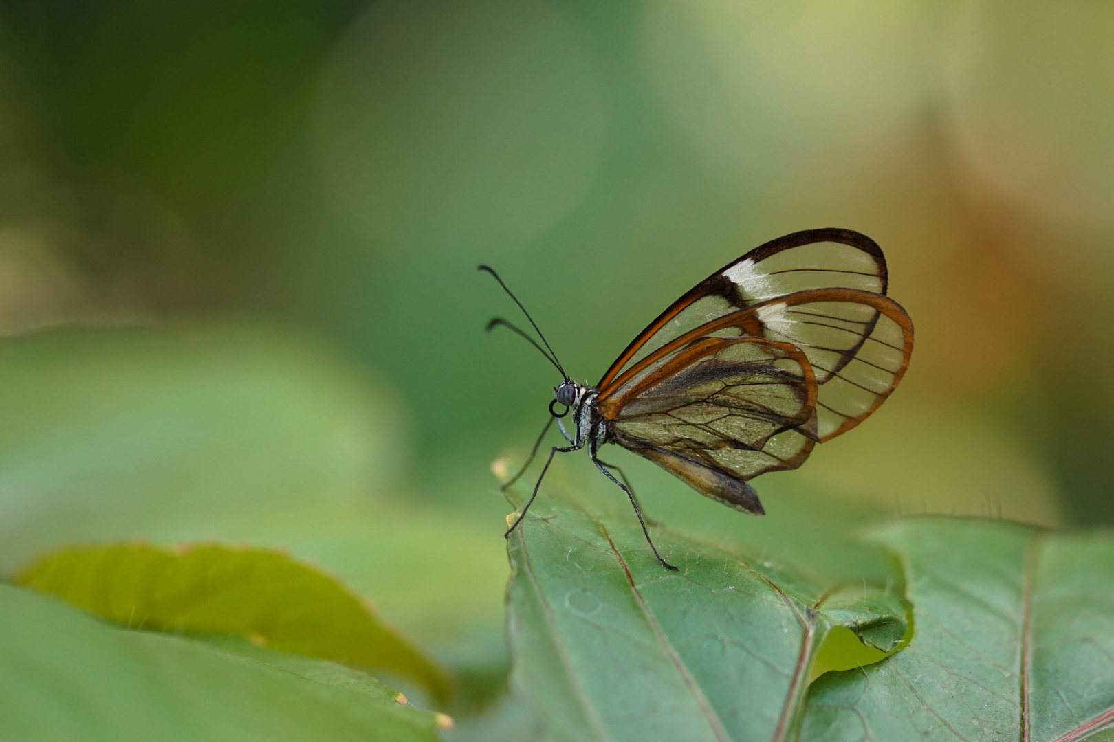 Schmetterlinge Kostenlos Schmetterlinge Kostenlos