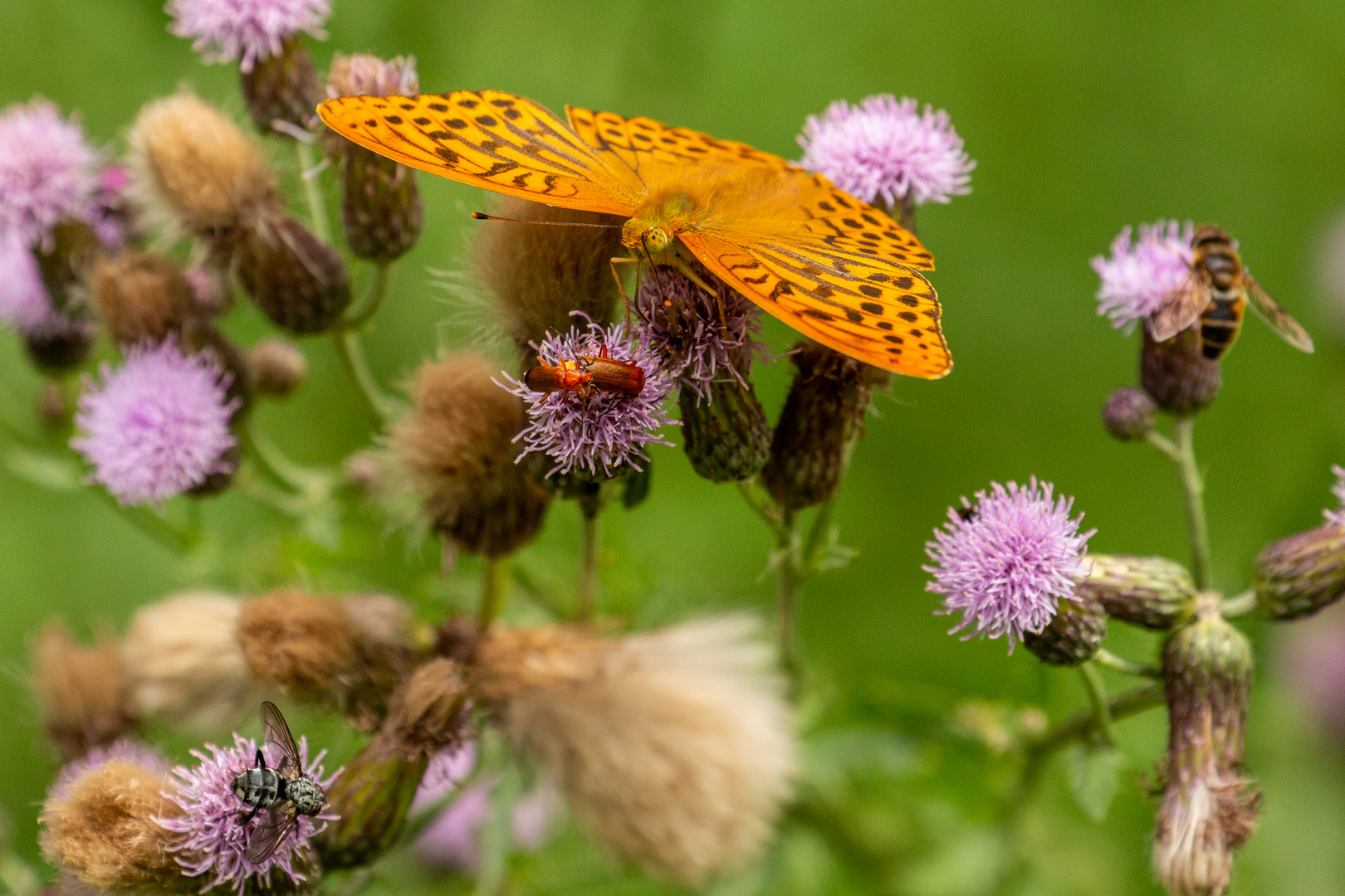 Schmetterlinge