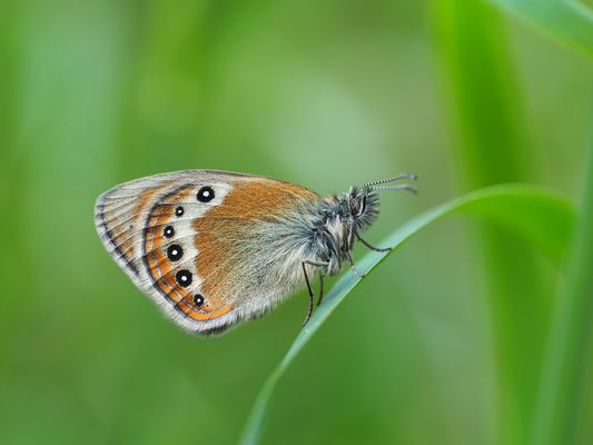 Schmetterlinge erfreuen unsere Herzen ...