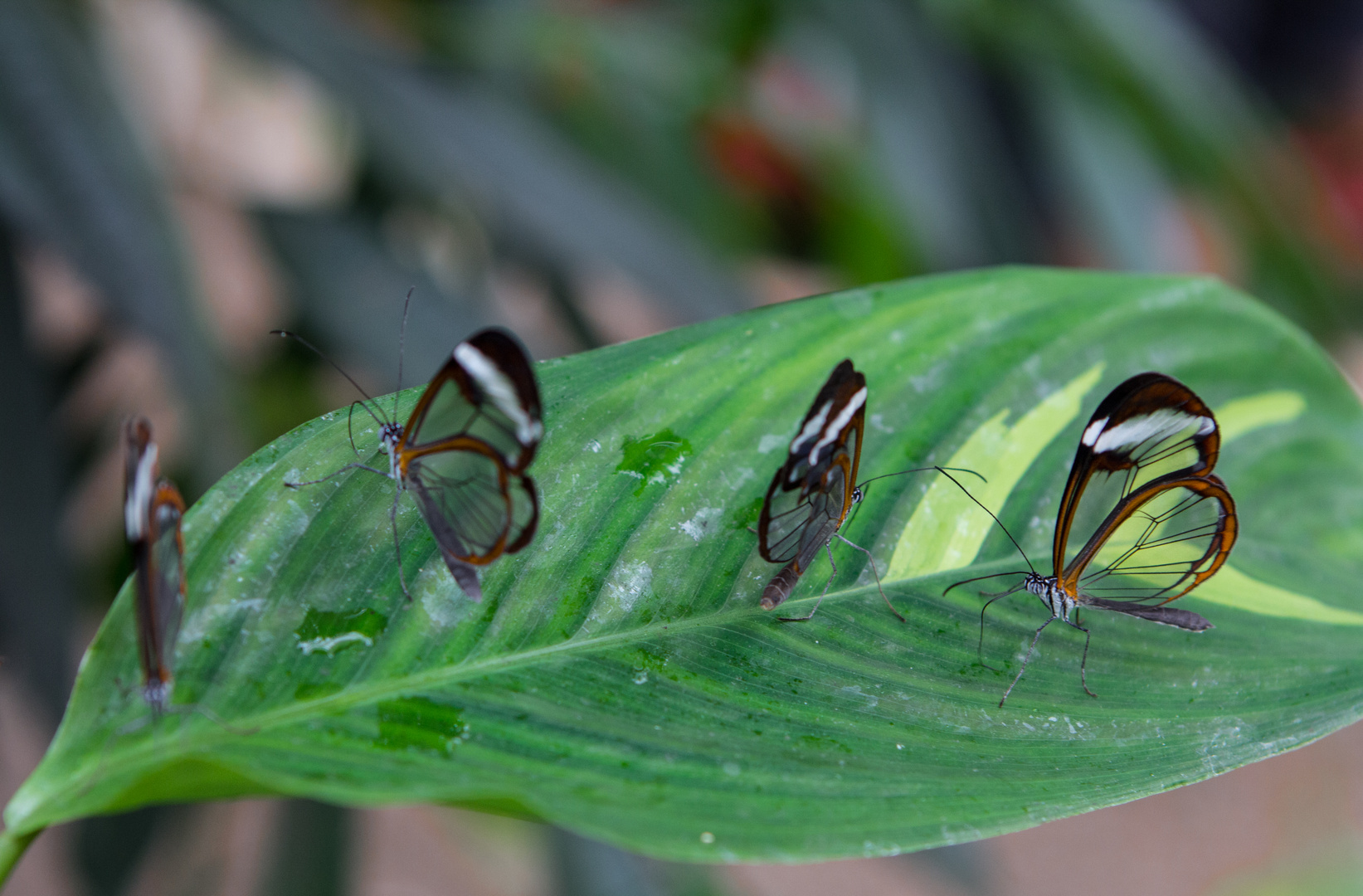 Schmetterlinge