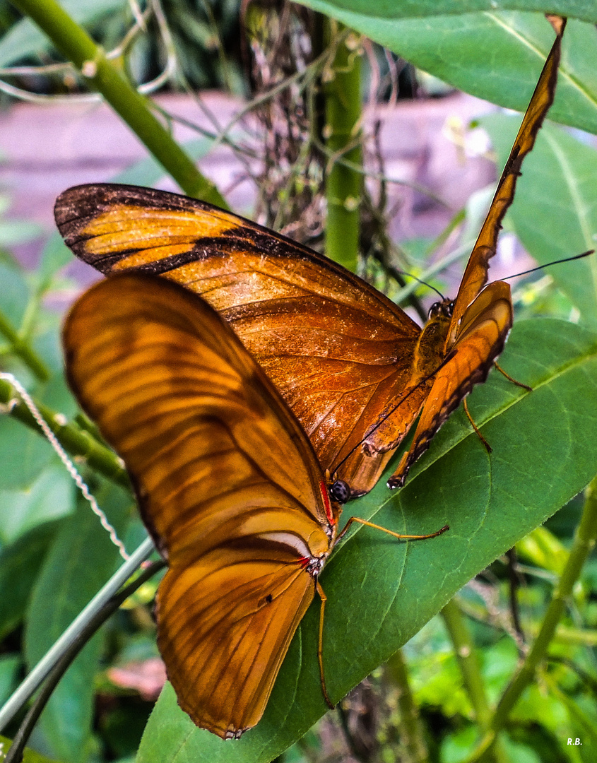 Schmetterlinge