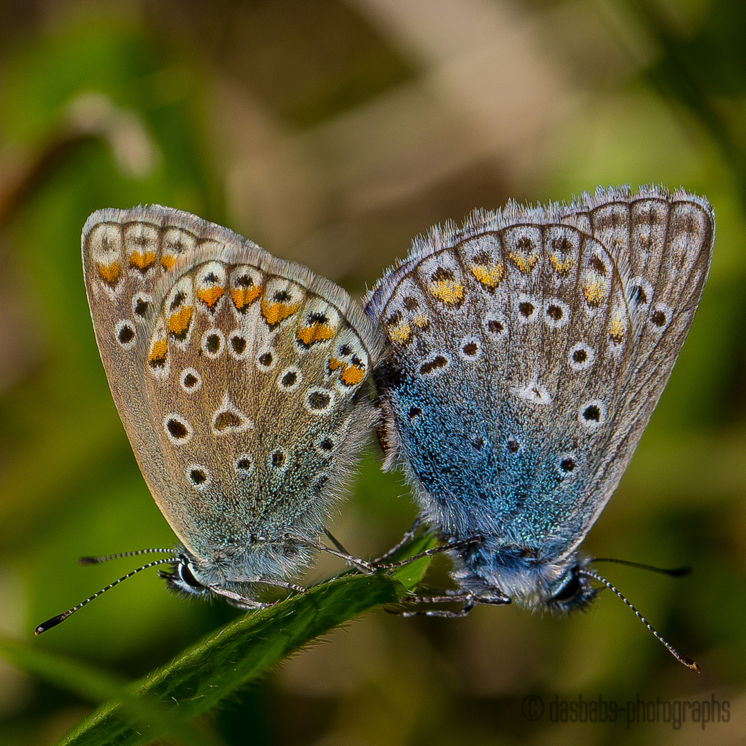 Schmetterlinge