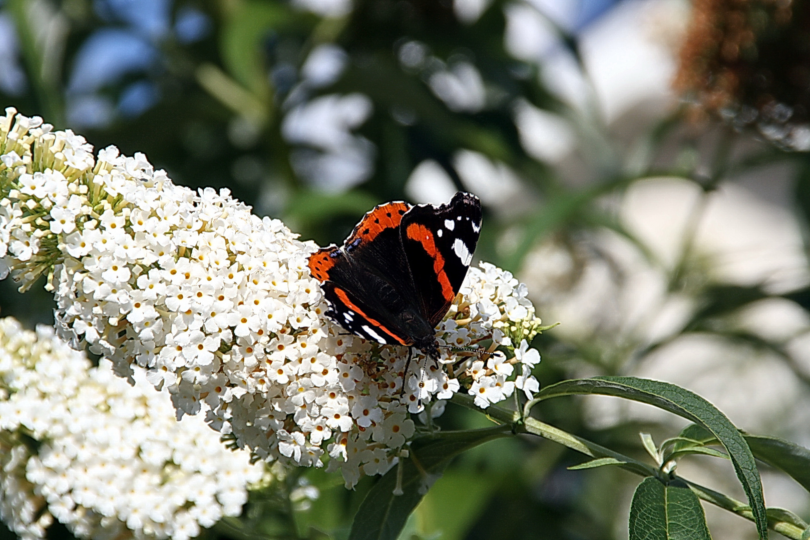 Schmetterlinge