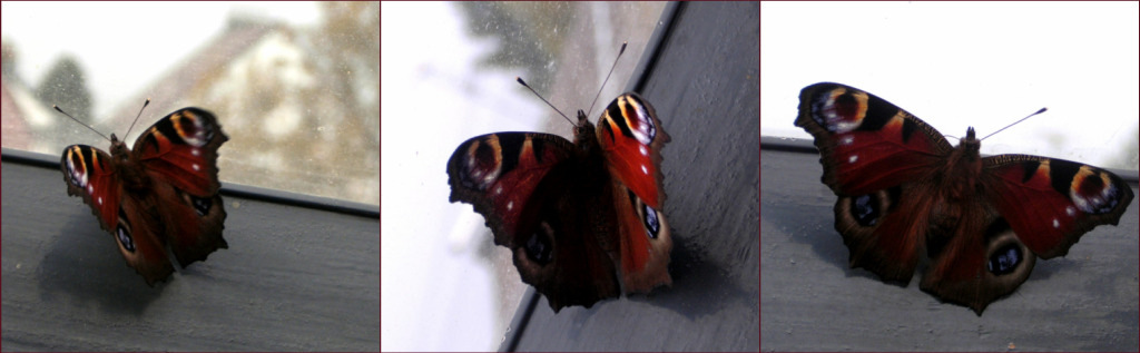 Schmetterlinge faszinieren.