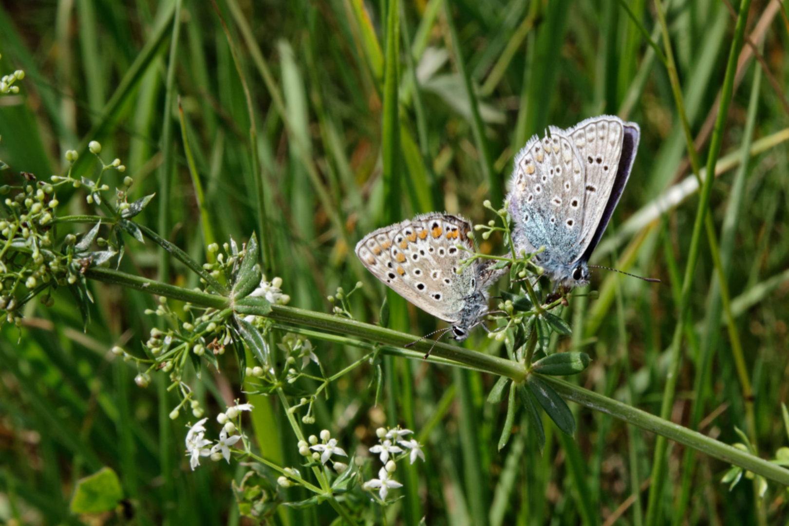 Schmetterlinge