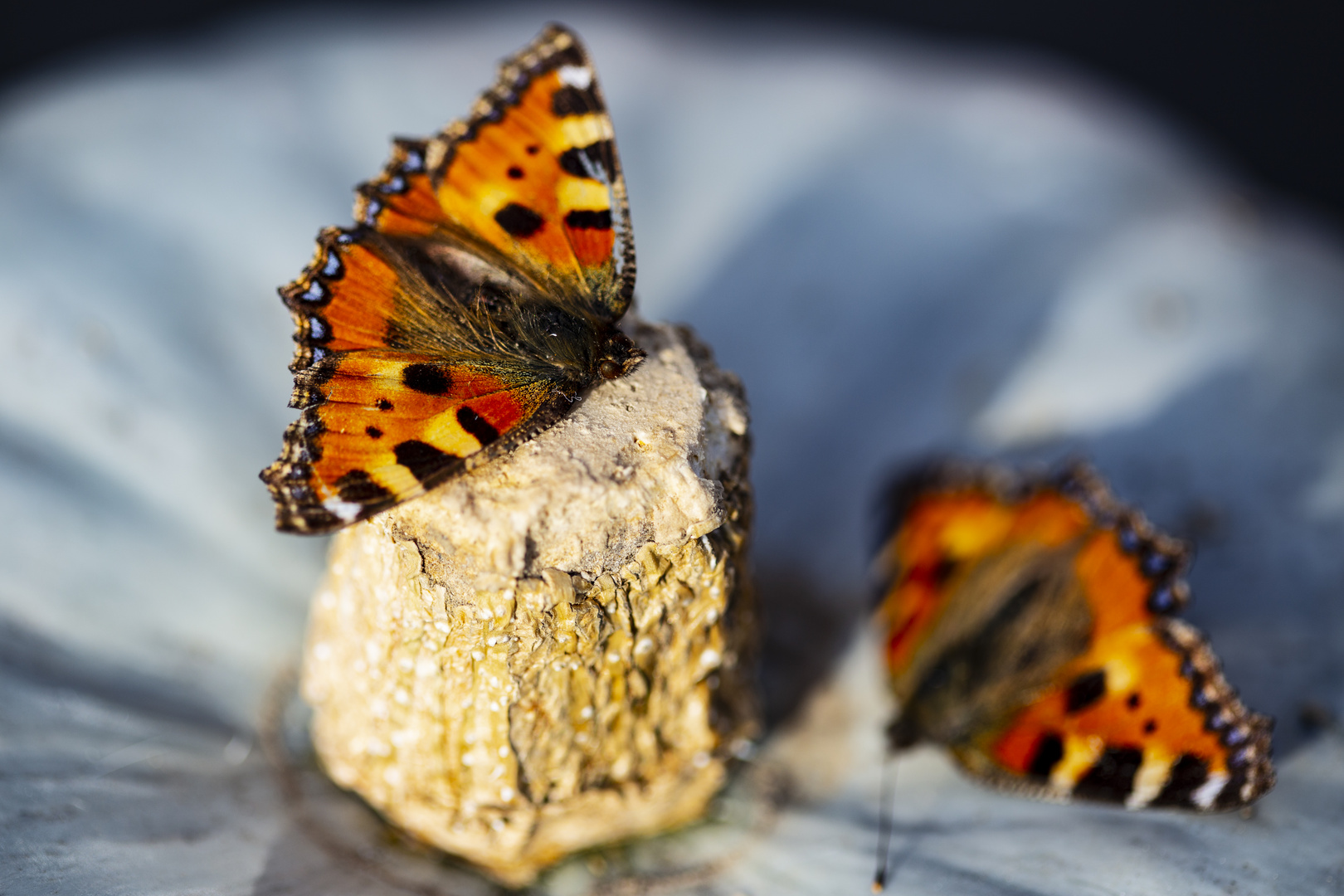 Schmetterlinge finden sich ein