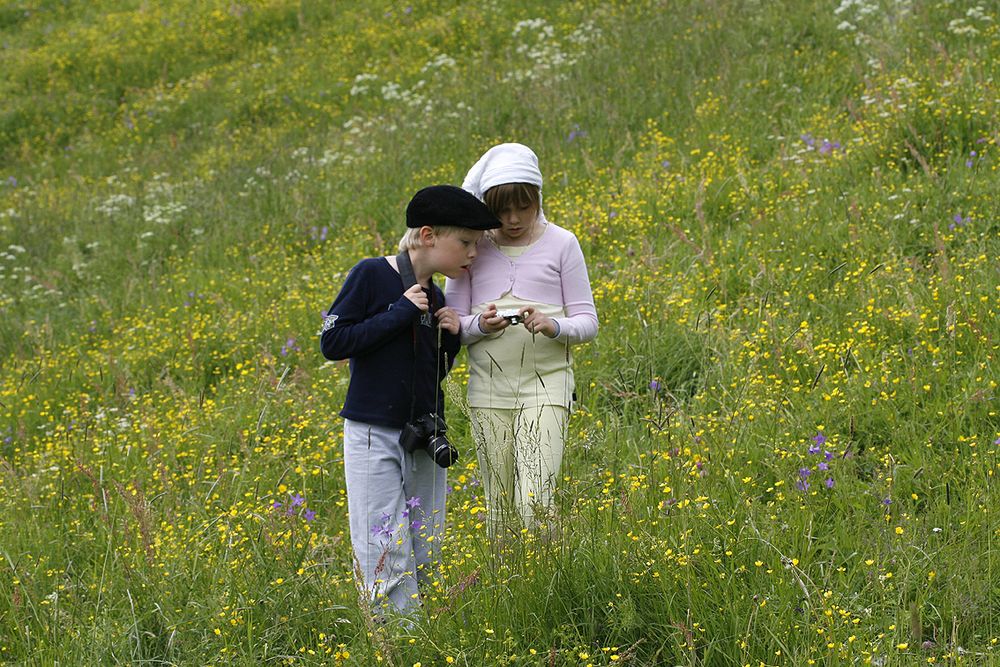 Schmetterlinge Fotografieren