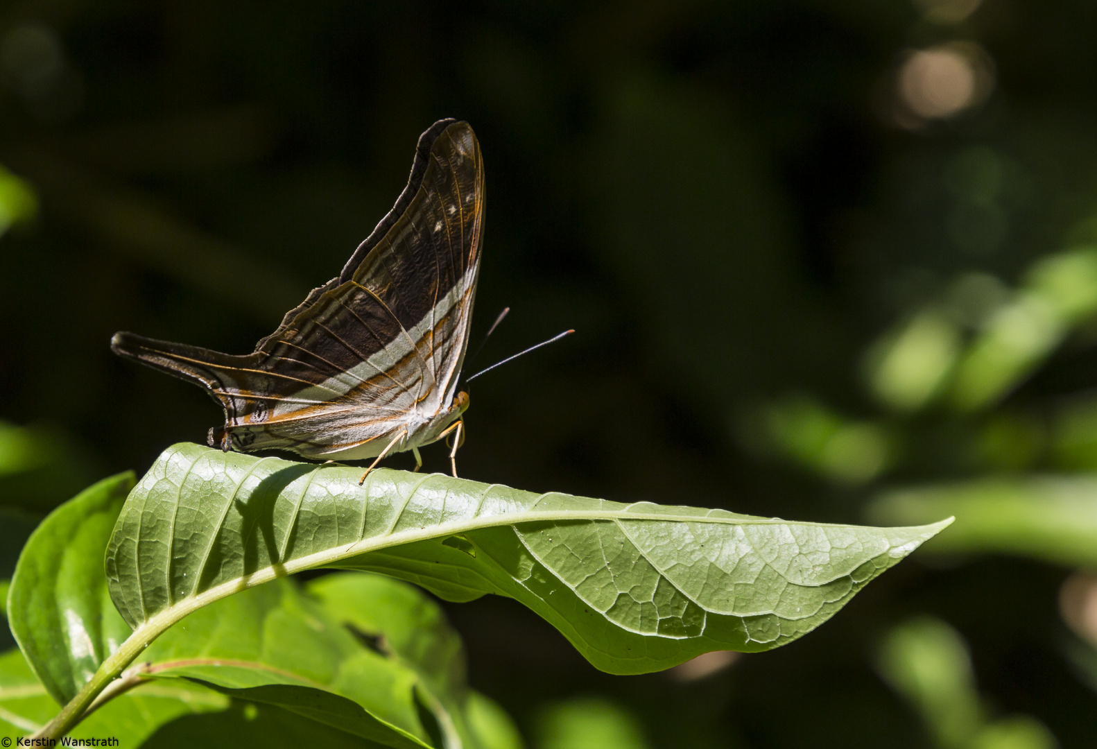 Schmetterlinge gibt's überall II