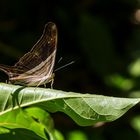 Schmetterlinge gibt's überall II