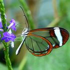 Schmetterlinge-Glasschmetterling Greta oto