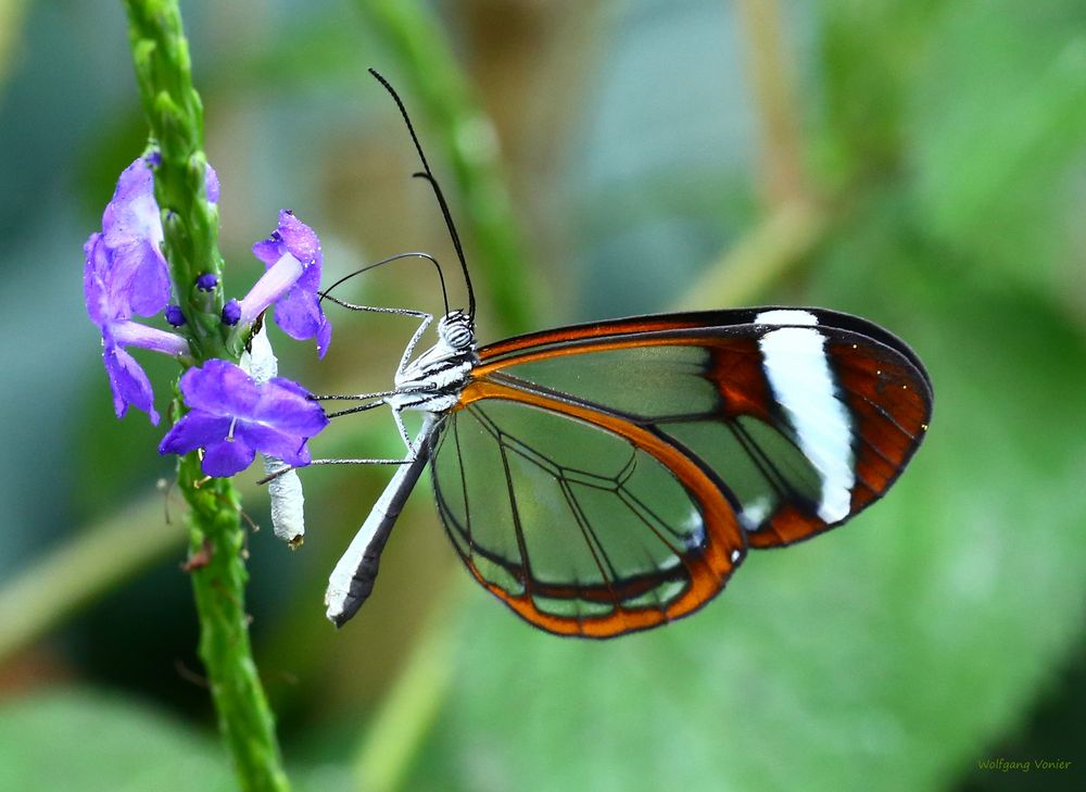 Schmetterlinge-Glasschmetterling Greta oto