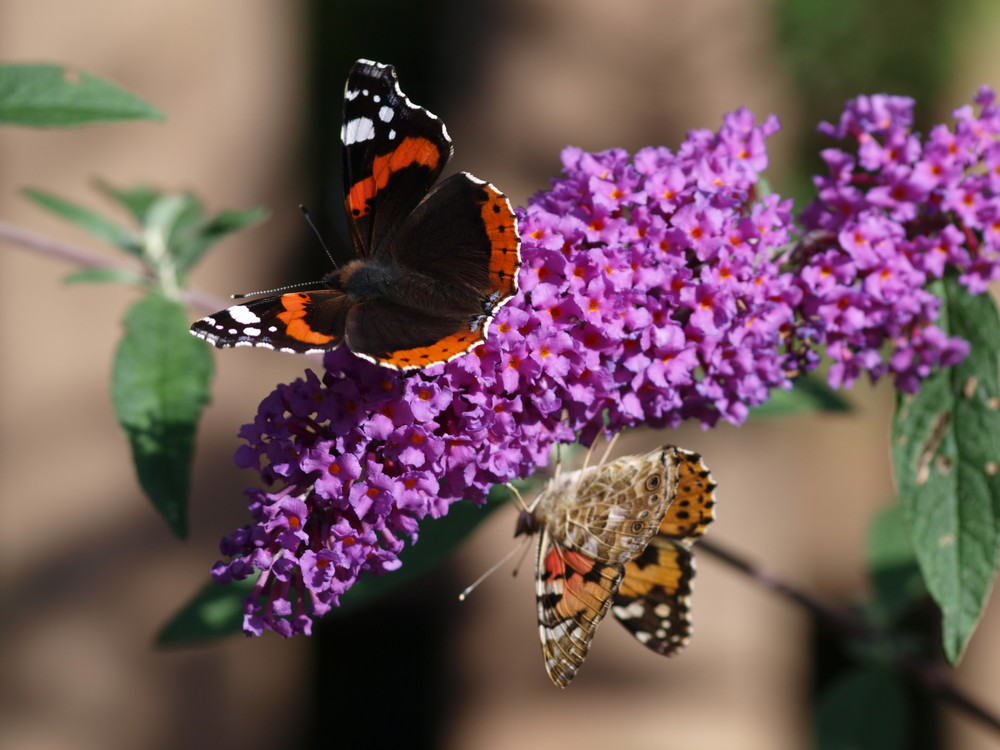 Schmetterlinge haben auch mal hunger