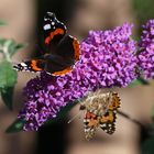 Schmetterlinge haben auch mal hunger