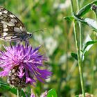 Schmetterlinge, Hautes Alpes